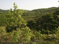 GR, Evros, Dadia forest 3, Saxifraga-Dirk Hilbers